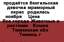 продаётся бенгальская девочка(мраморный окрас).родилась 5ноября, › Цена ­ 8 000 - Все города Животные и растения » Кошки   . Тюменская обл.,Тюмень г.